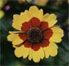 wf_coreopsis_plains.jpg
